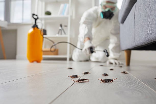Commercial Rodent Management in King City